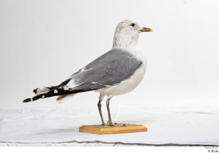 Common gull Larus Canus whole body 0008.jpg